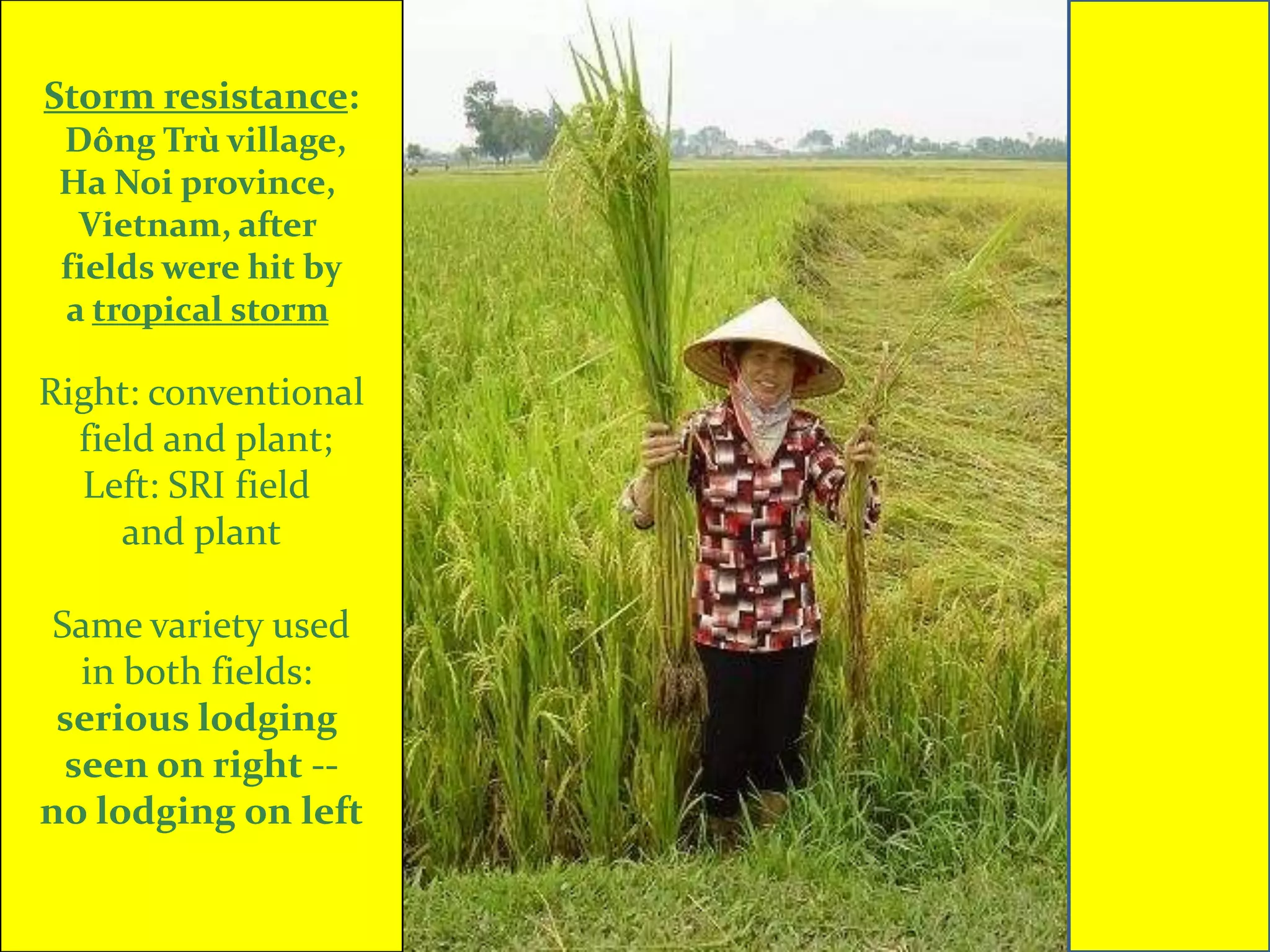 Storm resistance:
 Dông Trù village,
 Ha Noi province,
  Vietnam, after
 fields were hit by
 a tropical storm

Right: conventional
  field and plant;
  Left: SRI field
     and plant

 Same variety used
   in both fields:
 serious lodging
  seen on right --
no lodging on left
 