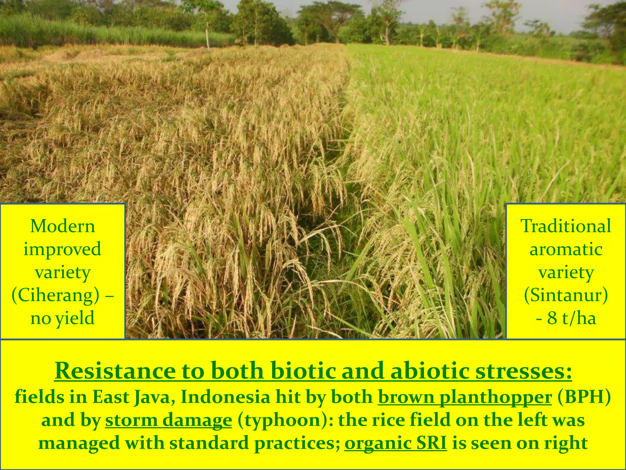 Modern                                               Traditional
 improved                                               aromatic
   variety                                               variety
(Ciherang) –                                           (Sintanur)
  no yield                                               - 8 t/ha

    Resistance to both biotic and abiotic stresses:
fields in East Java, Indonesia hit by both brown planthopper (BPH)
   and by storm damage (typhoon): the rice field on the left was
   managed with standard practices; organic SRI is seen on right
 