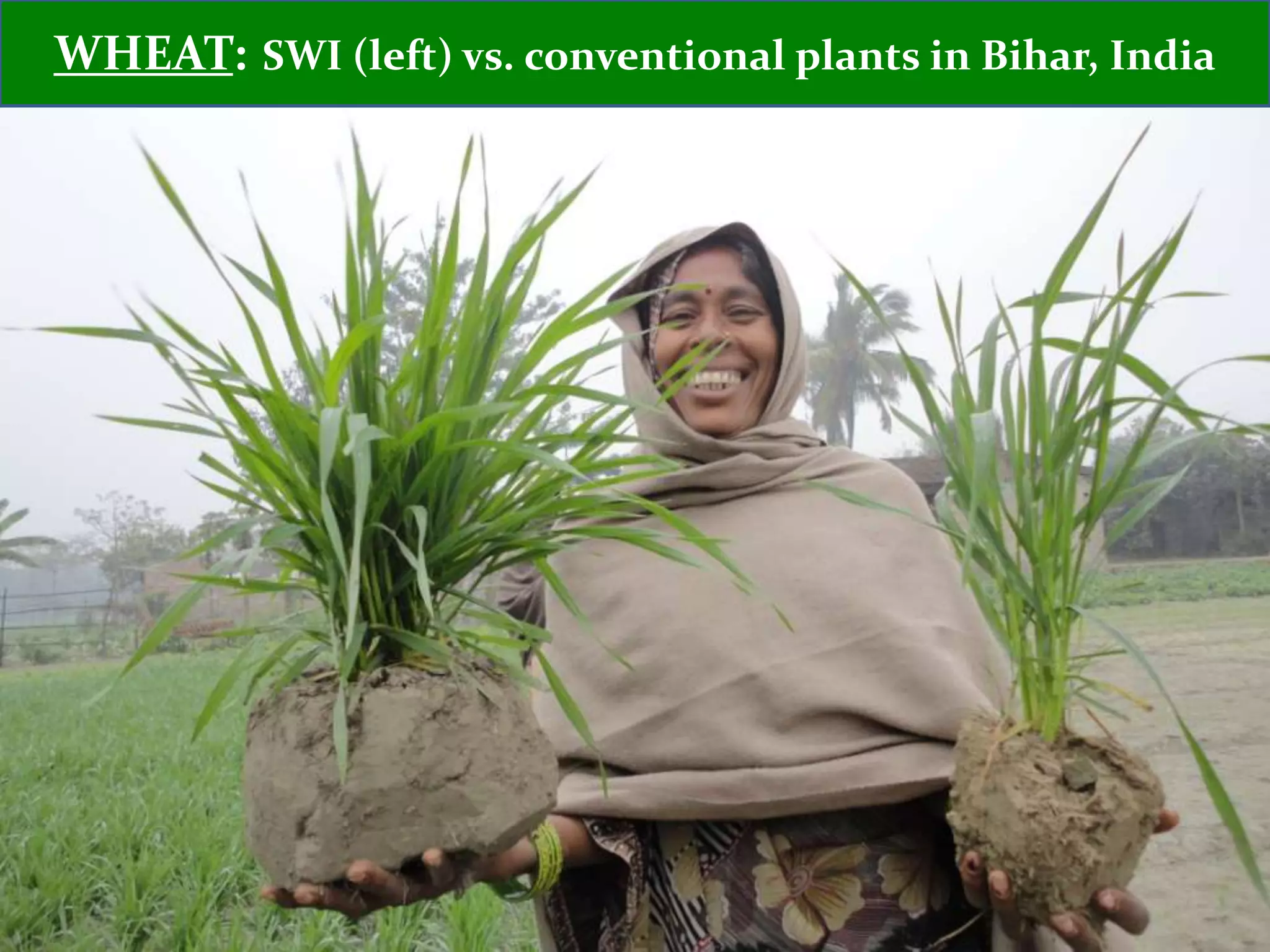 WHEAT: SWI (left) vs. conventional plants in Bihar, India
 