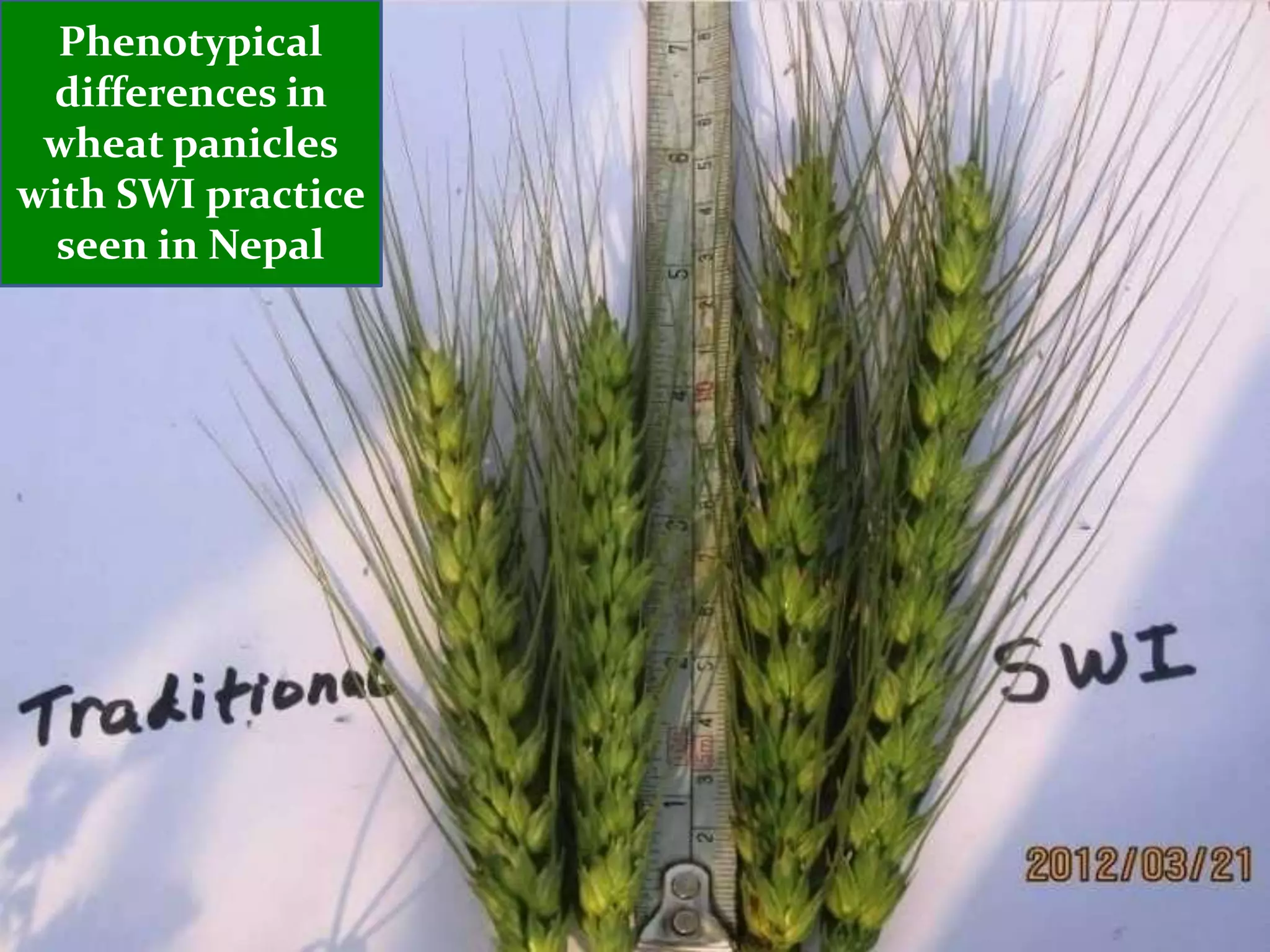 Phenotypical
 differences in
 wheat panicles
with SWI practice
  seen in Nepal
 