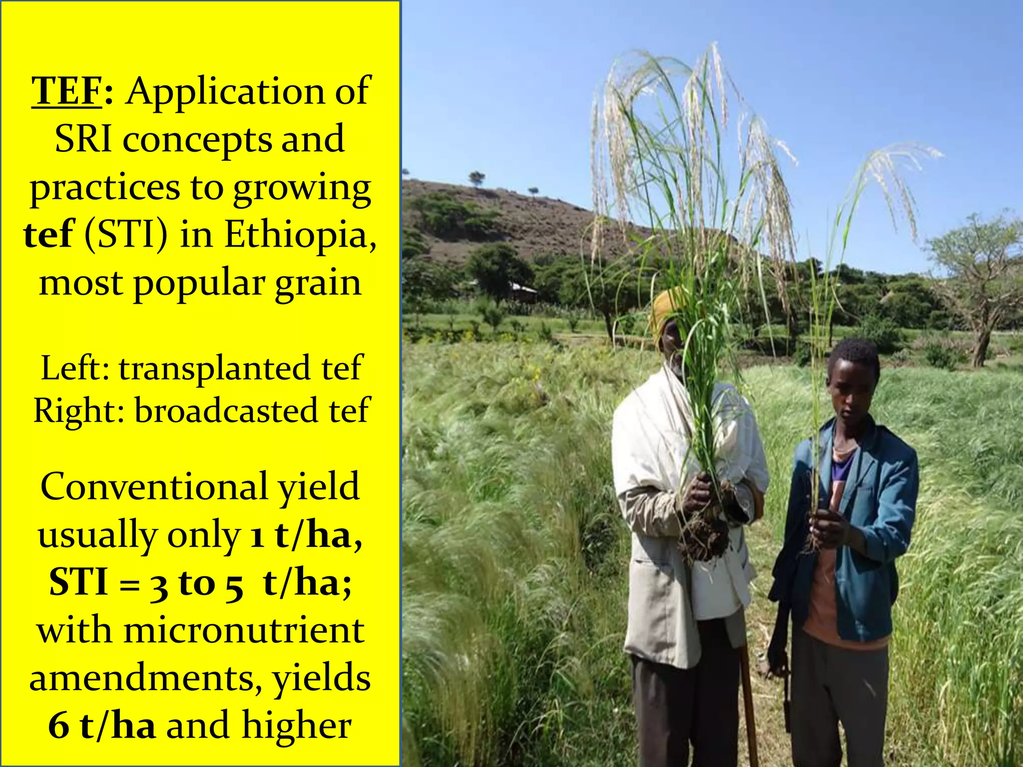 TEF: Application of
  SRI concepts and
practices to growing
tef (STI) in Ethiopia,
 most popular grain

Left: transplanted tef
Right: broadcasted tef

 Conventional yield
usually only 1 t/ha,
 STI = 3 to 5 t/ha;
with micronutrient
amendments, yields
 6 t/ha and higher
 