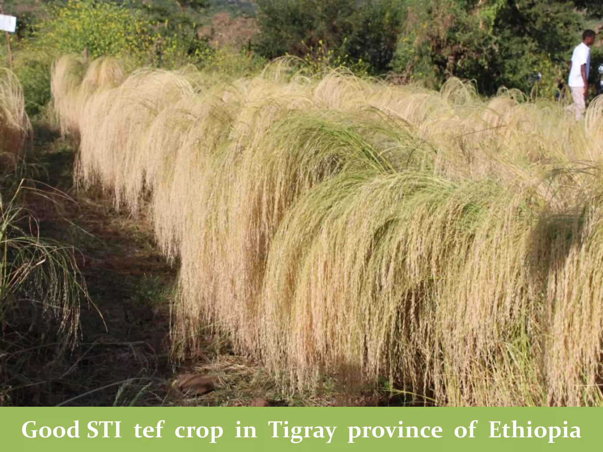 Good STI tef crop in Tigray province of Ethiopia
 