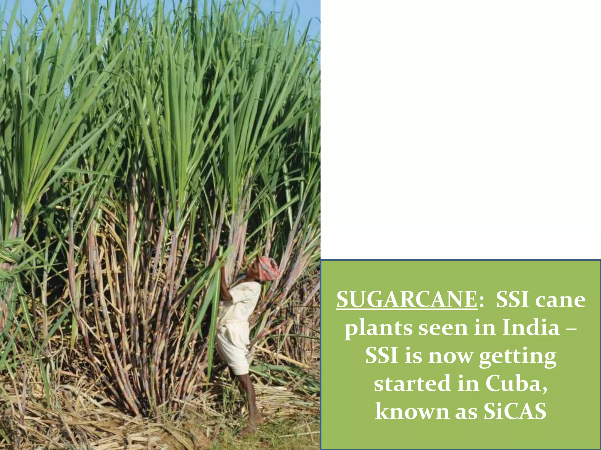 SUGARCANE: SSI cane
 plants seen in India –
   SSI is now getting
    started in Cuba,
    known as SiCAS
 