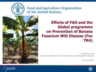 Efforts of FAO and the
Global programme
on Prevention of Banana
Fusarium Wilt Disease (Foc
TR4)
Fazil Dusunceli
Agriculture Officer, Plant Production and Protection Division
23 June 2016
 