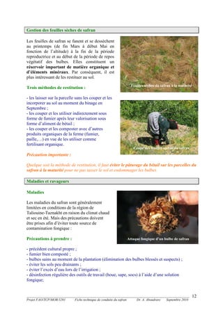 _______________________________________________________________________________________
Projet FAO/TCP/MOR/3201 Fiche technique de conduite du safran Dr. A. Aboudrare Septembre 2010
12
Gestion des feuilles sèches de safran
Les feuilles de safran se fanent et se dessèchent
au printemps (de fin Mars à début Mai en
fonction de l’altitude) à la fin de la période
reproductrice et au début de la période de repos
végétatif des bulbes. Elles constituent un
réservoir important de matière organique et
d’éléments minéraux. Par conséquent, il est
plus intéressant de les restituer au sol.
Trois méthodes de restitution :
- les laisser sur la parcelle sans les couper et les
incorporer au sol au moment du binage en
Septembre ;
- les couper et les utiliser indirectement sous
forme de fumier après leur valorisation sous
forme d’aliment de bétail ;
- les couper et les composter avec d’autres
produits organiques de la ferme (fumier,
paille,…) en vue de les utiliser comme
fertilisant organique.
Précaution importante :
Quelque soit la méthode de restitution, il faut éviter le pâturage du bétail sur les parcelles du
safran à la maturité pour ne pas tasser le sol et endommager les bulbes.
Maladies et ravageurs
Maladies
Les maladies du safran sont généralement
limitées en conditions de la région de
Taliouine-Taznakht en raison du climat chaud
et sec en été. Mais des précautions doivent
être prises afin d’éviter toute source de
contamination fongique :
Précautions à prendre :
- précédent cultural propre ;
- fumier bien composté ;
- bulbes sains au moment de la plantation (élimination des bulbes blessés et suspects) ;
- éviter les sols peu drainants ;
- éviter l’excès d’eau lors de l’irrigation ;
- désinfection régulière des outils de travail (houe, sape, socs) à l’aide d’une solution
fongique;
Coupe des feuilles sèches de safran
Feuilles sèches du safran à la maturité
Coupe des feuilles sèches du safran
Attaque fongique d’un bulbe de safran
 