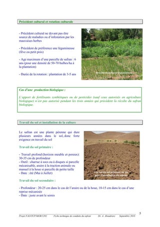 _______________________________________________________________________________________
Projet FAO/TCP/MOR/3201 Fiche technique de conduite du safran Dr. A. Aboudrare Septembre 2010
5
Précédent cultural et rotation culturale
- Précédent cultural ne devant pas être
source de maladies ou d’infestation par les
mauvaises herbes
- Précédent de préférence une légumineuse
(fêve ou petit pois)
- Age maximum d’une parcelle de safran : 6
ans (pour une densité de 50-70 bulbes/ha à
la plantation)
- Durée de la rotation : plantation de 3-5 ans
Cas d’une production biologique :
L’apport de fertilisants synthétiques ou de pesticides (sauf ceux autorisés en agriculture
biologique) n’est pas autorisé pendant les trois années qui précédent la récolte du safran
biologique.
Travail du sol et installation de la culture
Le safran est une plante pérenne qui dure
plusieurs années dans le sol, donc forte
exigence en travail du sol
Travail du sol primaire :
- Travail profond (horizon meuble et poreux):
30-35 cm de profondeur
- Outil : charrue à socs ou à disques si parcelle
mécanisable, araire à la traction animale ou
manuel à la houe si parcelle de petite taille
- Date : été (Mai à Juillet)
Travail du sol secondaire :
- Profondeur : 20-25 cm dans le cas de l’araire ou de la houe, 10-15 cm dans le cas d’une
reprise mécanisée
- Date : juste avant le semis
Précédent cultural légumineuse
Travail du sol primaire en été
pour l’installation du safran
 