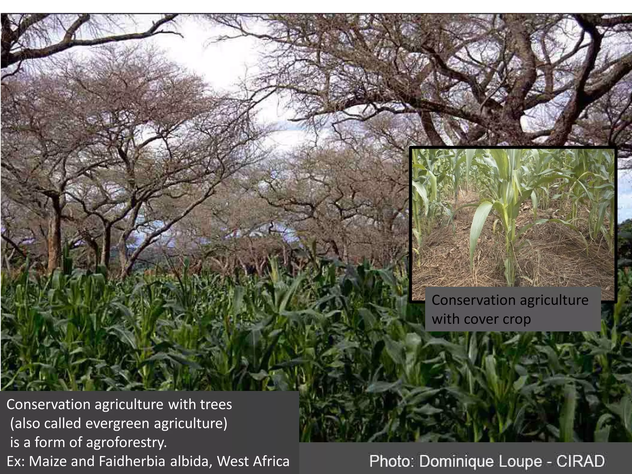 Conservation agriculture
                                               with cover crop




Conservation agriculture with trees
(also called evergreen agriculture)
is a form of agroforestry.
Ex: Maize and Faidherbia albida, West Africa
 