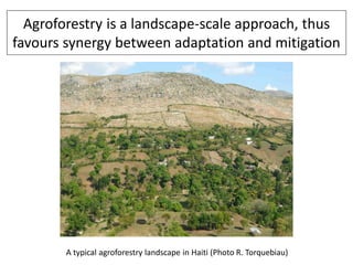 Agroforestry is a landscape-scale approach, thus
favours synergy between adaptation and mitigation




        A typical agroforestry landscape in Haiti (Photo R. Torquebiau)
 