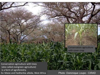 Conservation agriculture
                                               with cover crop




Conservation agriculture with trees
(also called evergreen agriculture)
is a form of agroforestry.
Ex: Maize and Faidherbia albida, West Africa
 
