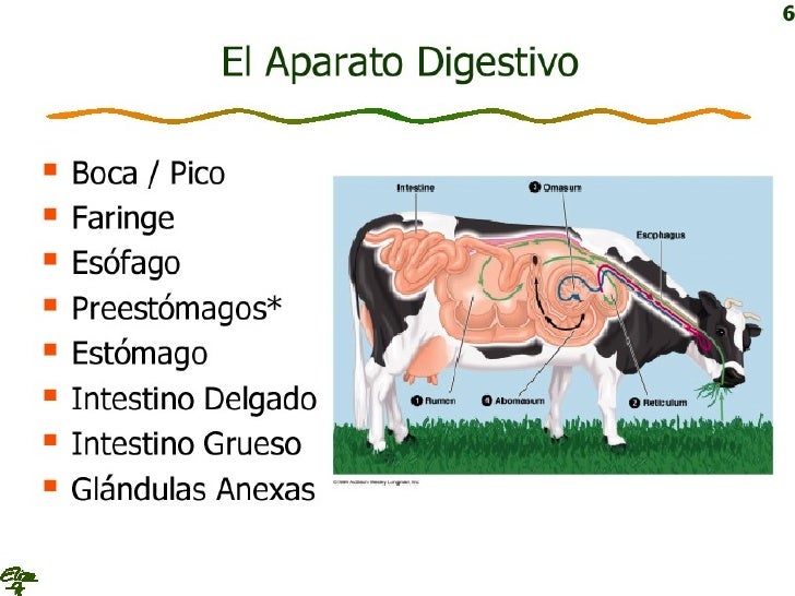 anatomia