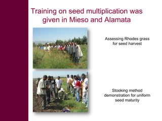 Enhancing livelihoods of poor livestock keepers through increasing use of fodder: Ethiopia Report on Output 2 - Options for effective delivery systems