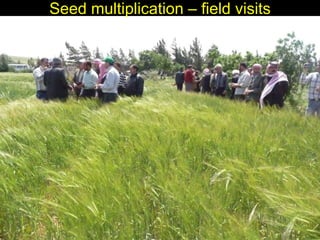 Enhancing livelihoods of poor livestock keepers through increasing use of fodder: Syria Report on Project Output 2  - Options for effective delivery systems  including innovative communication strategies  and on-farm fodder interventions to improve fodder