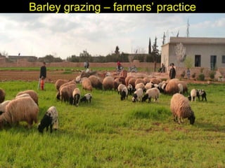 Enhancing livelihoods of poor livestock keepers through increasing use of fodder: Syria Report on Project Output 3 - Enhanced capacity of project partners  to experiment with the use of fodder innovations  through effective communication, technical inform
