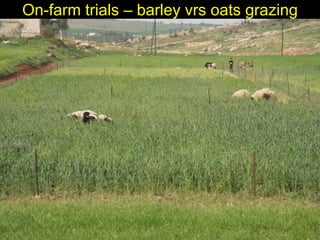 Enhancing livelihoods of poor livestock keepers through increasing use of fodder: Syria Report on Project Output 3 - Enhanced capacity of project partners  to experiment with the use of fodder innovations  through effective communication, technical inform