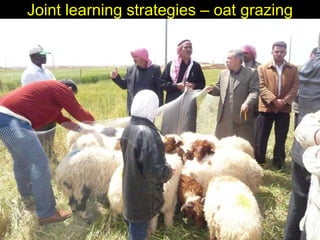 Enhancing livelihoods of poor livestock keepers through increasing use of fodder: Syria Report on Project Output 3 - Enhanced capacity of project partners  to experiment with the use of fodder innovations  through effective communication, technical inform