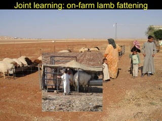 Enhancing livelihoods of poor livestock keepers through increasing use of fodder: Syria Report on Project Output 3 - Enhanced capacity of project partners  to experiment with the use of fodder innovations  through effective communication, technical inform