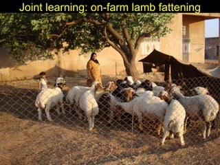 Enhancing livelihoods of poor livestock keepers through increasing use of fodder: Syria Report on Project Output 3 - Enhanced capacity of project partners  to experiment with the use of fodder innovations  through effective communication, technical inform