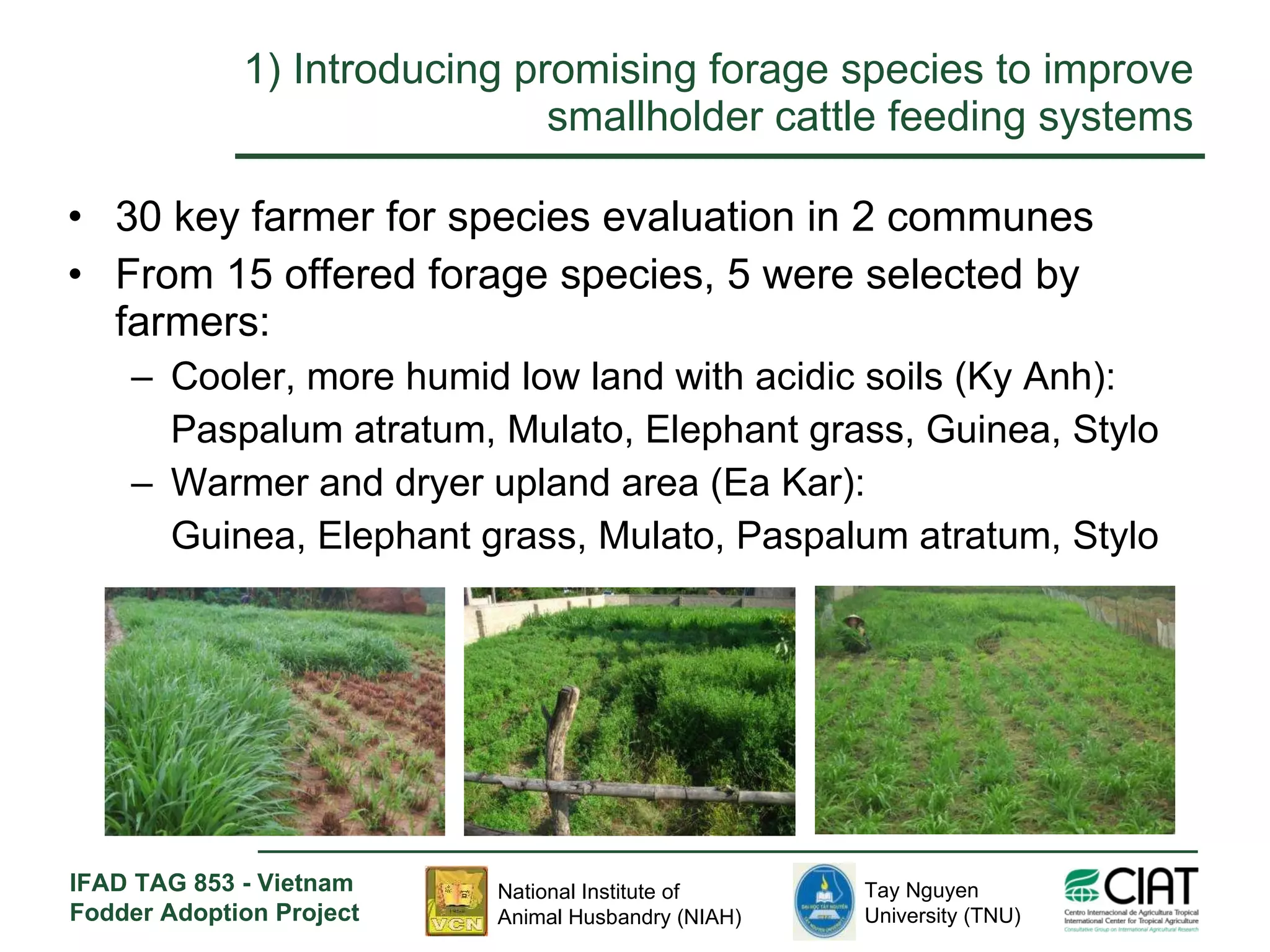 1) Introducing promising forage species to improve smallholder cattle feeding systems 30 key farmer for species evaluation in 2 communes From 15 offered forage species, 5 were selected by farmers: Cooler, more humid low land with acidic soils (Ky Anh):  Paspalum atratum, Mulato, Elephant grass, Guinea, Stylo Warmer and dryer upland area (Ea Kar):  Guinea, Elephant grass, Mulato, Paspalum atratum, Stylo 