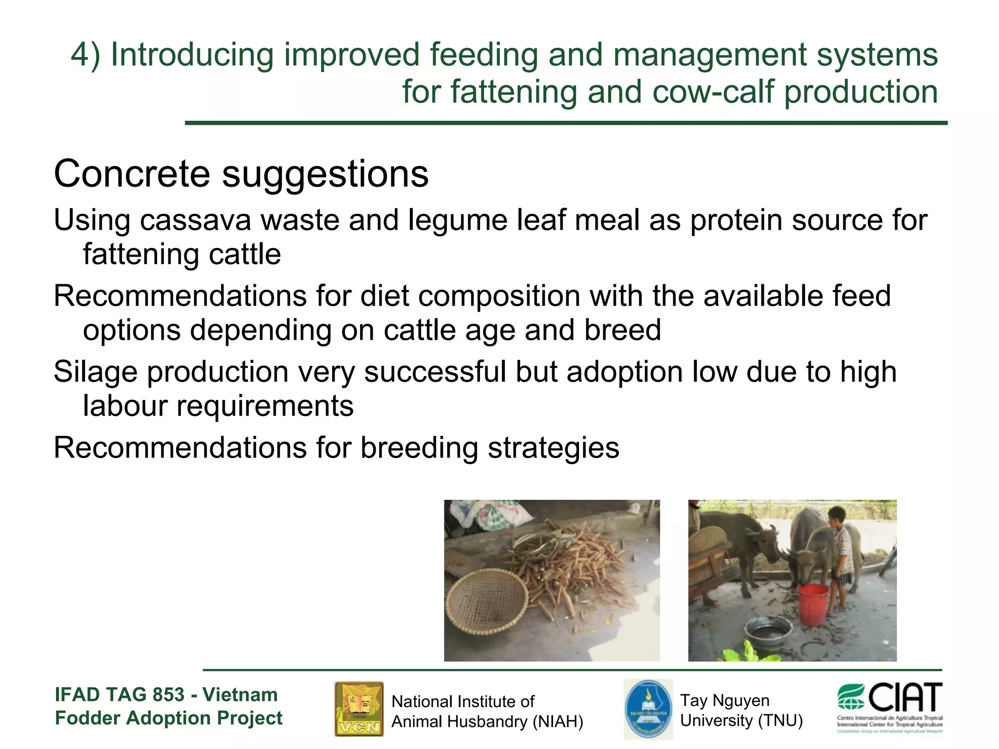 4)  Introducing improved feeding and management systems for fattening and cow-calf production Concrete suggestions Using cassava waste and legume leaf meal as protein source for fattening cattle Recommendations for diet composition with the available feed options depending on cattle age and breed Silage production very successful but adoption low due to high labour requirements Recommendations for breeding strategies 