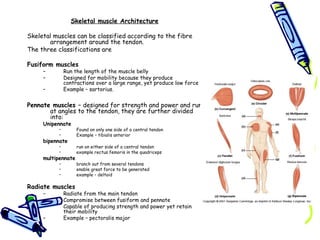 FA&P Muscles and Nerves | PPT