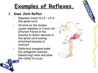 FA&P Muscles and Nerves | PPT