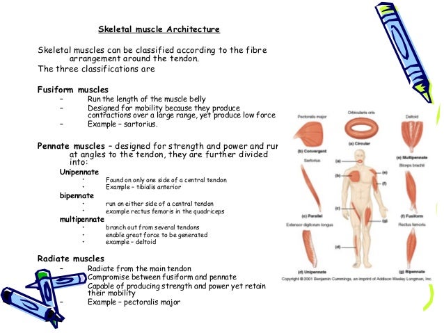 FA&P Muscles and Nerves FA&P Muscles and Nerves