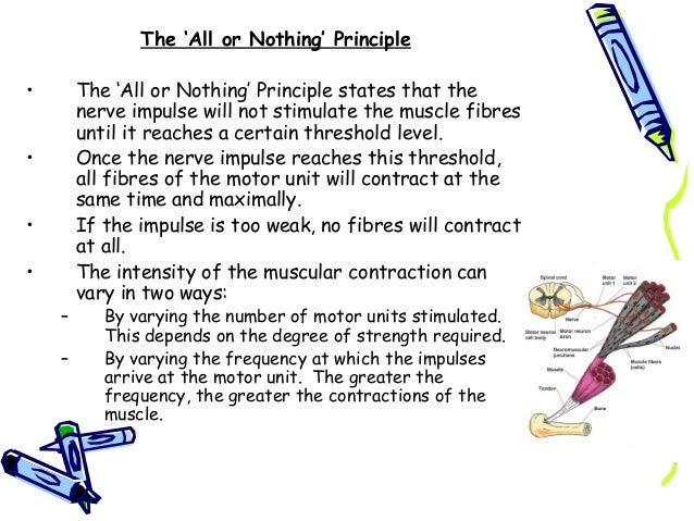 muscles all or none principle