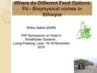 Where do Different Feed Options Fit - Biophysical niches in Ethiopia  DiribaGeleta (EIAR) FAP Symposium on Feed in Smallholder Systems , LuangPrabang, Laos, 18-19 November 2010 