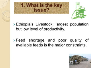Where do Different Feed Options Fit - Biophysical niches in Ethiopia 
