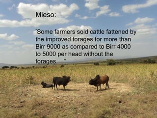 Sustainable intensification in livestock systems: where does feed fit?