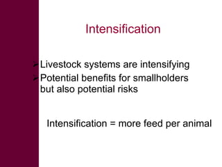 Sustainable intensification in livestock systems: where does feed fit?