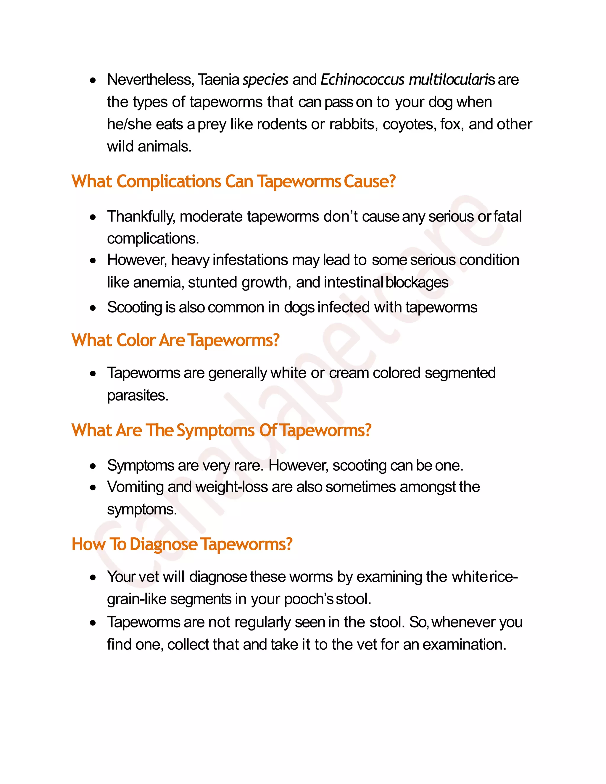 Picture Idea: Faqs About Tapeworms In Dogs