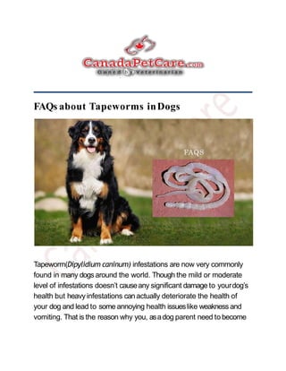 FAQs about Tapeworms inDogs
Tapeworm(Dipylidium caninum) infestations are now very commonly
found in many dogs around the world. Though the mild or moderate
level of infestations doesn’t causeany significant damage to yourdog’s
health but heavy infestations can actually deteriorate the health of
your dog and lead to some annoying health issueslike weakness and
vomiting. That is the reason why you, asadog parent need to become
 
