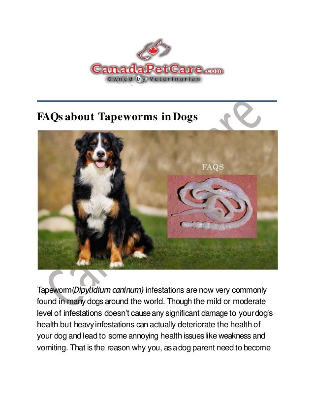 what causes tapeworms in dogs