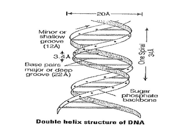 DNA structure and function,watson and crick model of DNA helix ...