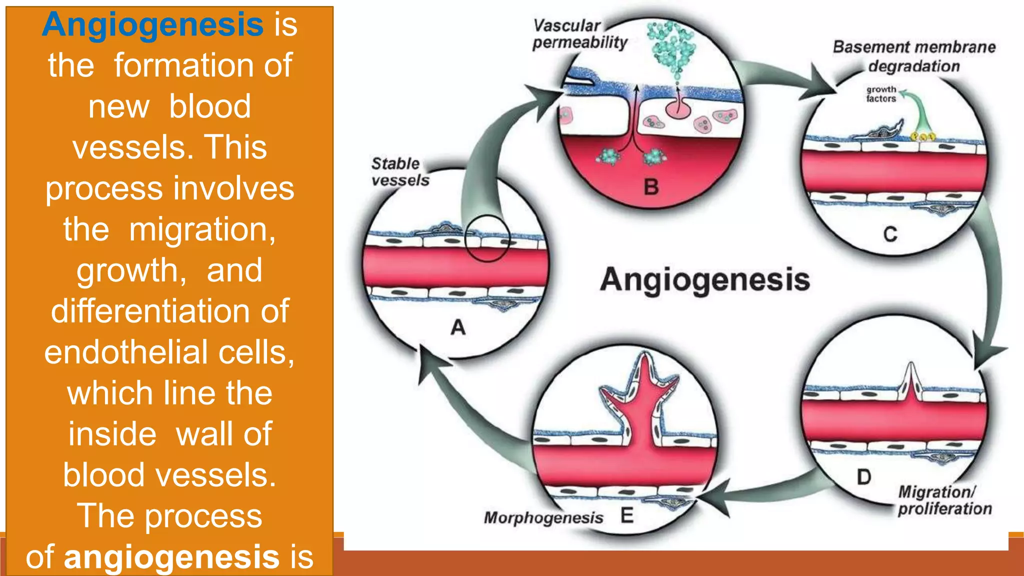 Angiogenesis is
the formation of
new blood
vessels. This
process involves
the migration,
growth, and
differentiation of
endothelial cells,
which line the
inside wall of
blood vessels.
The process
of angiogenesis is
 