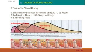 3 Phase of the Wound Healing
1. Inflammatory Phase : at the moment of injury – 3 (2-5) days
2. Proliferative Phase : 3 (2-5) day to 20 days
3. Remodeling Phase
COURSE OF WOUND HEALING
ETRLab
ETRLab
Inflammatory Phase
Proliferative
Phase
Remodeling
Phase
 