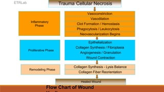 Flow Chart of Wound
Trauma Cellular Necrosis
Proliferative Phase
Inflammatory
Phase
Healed Wound
Vasoconstriction
Vasodilation
Clot Formation / Hemostasis
Phagocytosis / Leukocytosis
Neovascularization Begins
Epithelialization
Collagen Synthesis / Fibroplasia
Angiogenesis / Granulation
Wound Contraction
Collagen Synthesis - Lysis Balance
Collagen Fiber Reorientation
Remodeling Phase
ETRLab
 