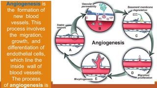 Angiogenesis is
the formation of
new blood
vessels. This
process involves
the migration,
growth, and
differentiation of
endothelial cells,
which line the
inside wall of
blood vessels.
The process
of angiogenesis is
 