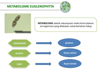 METABOLISME adalah sekumpulan reaksi kimia dalanm
sel organisme yang dilakukan untuk bertahan hidup
METABOLISME EUGLENOPHYTA
Karbohidrat glukosa
protein Asam amino
Lipid Asam lemak
 