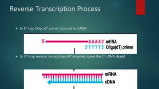 RNA Reverse Transcription By Farah Arain PPTX