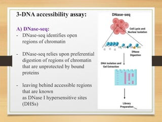 3-DNA accessibility assay:
A) DNase-seq:
- DNase-seq identifies open
regions of chromatin
- DNase-seq relies upon preferential
digestion of regions of chromatin
that are unprotected by bound
proteins
- leaving behind accessible regions
that are known
as DNase I hypersensitive sites
(DHSs)
 