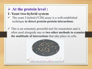  At the protein level :
1- Yeast two-hybrid system
 The yeast 2-hybrid (Y2H) assay is a well-established
technique to detect protein-protein interactions.
 This is an extremely powerful tool for researchers and is
often used alongside one or two other methods to examine
the multitude of interactions that take place in cells.
 