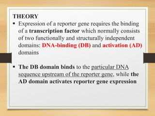 THEORY
 Expression of a reporter gene requires the binding
of a transcription factor which normally consists
of two functionally and structurally independent
domains: DNA-binding (DB) and activation (AD)
domains
 The DB domain binds to the particular DNA
sequence upstream of the reporter gene, while the
AD domain activates reporter gene expression
 