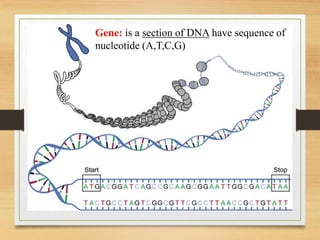 Gene: is a section of DNA have sequence of
nucleotide (A,T,C,G)
 