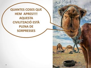 QUANTES COSES QUE
HEM APRES!!!!
AQUESTA
CIVILITZACIÓ ESTÀ
PLENA DE
SORPRESSES
 