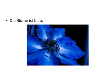 • Die Blume ist blau.
 
