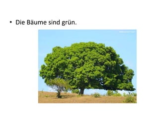 • Die Bäume sind grün.
 