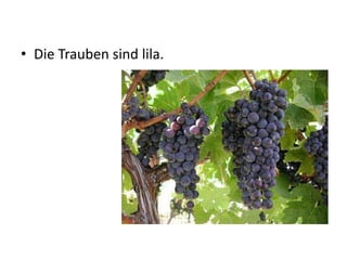 • Die Trauben sind lila.
 