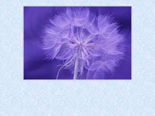 GRAU wie
die grau__
Maus.
e
 